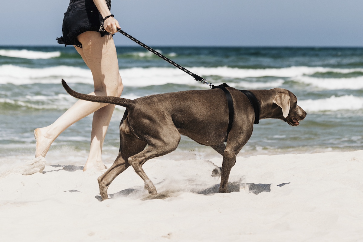 Cane in spiaggia