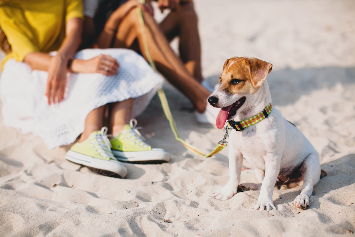 Spiaggia per cani