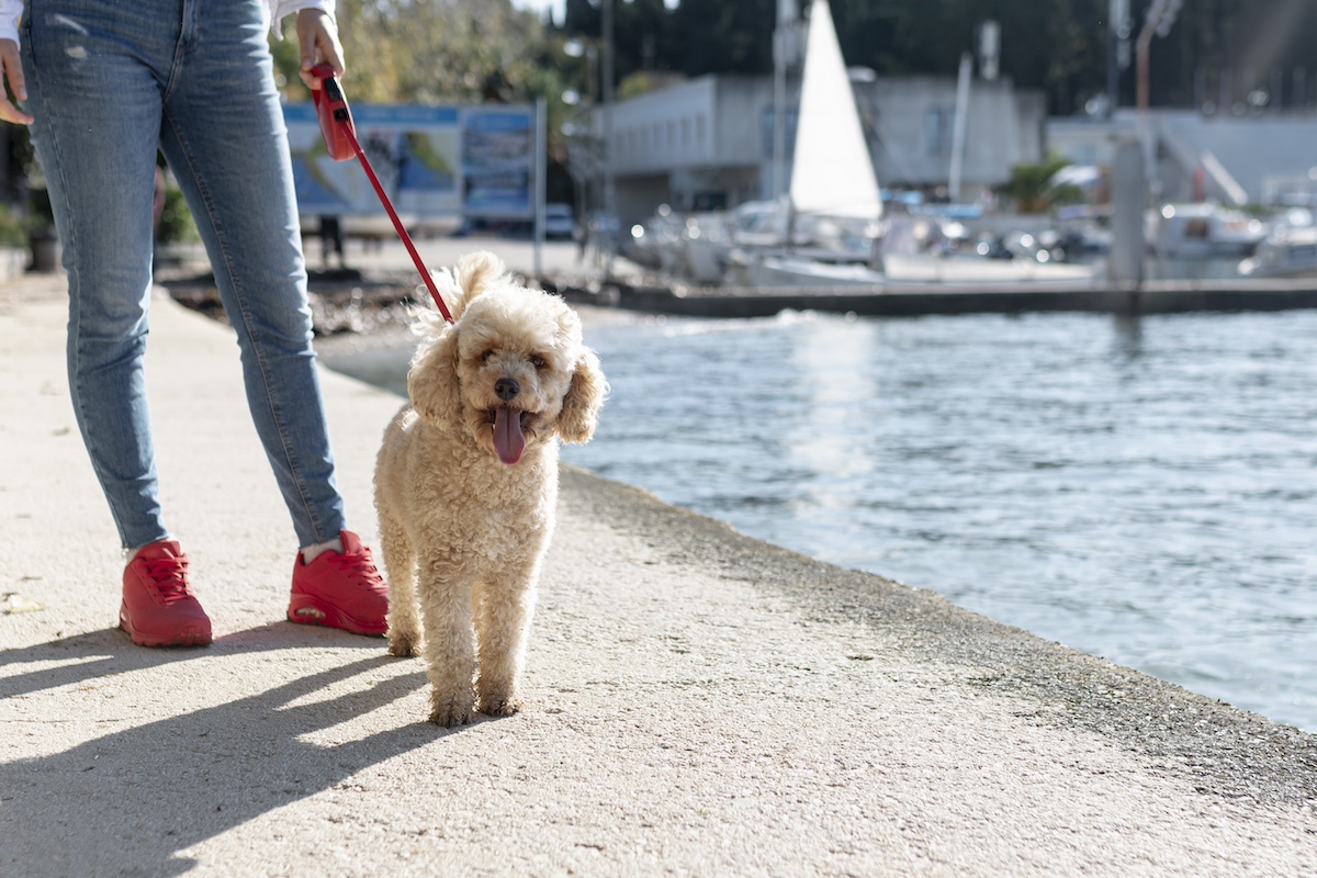 Viaggiare con il cane