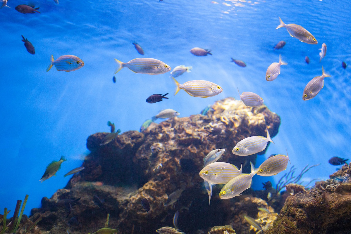 Acquario Elba